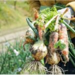 健康にいい本物の野菜！